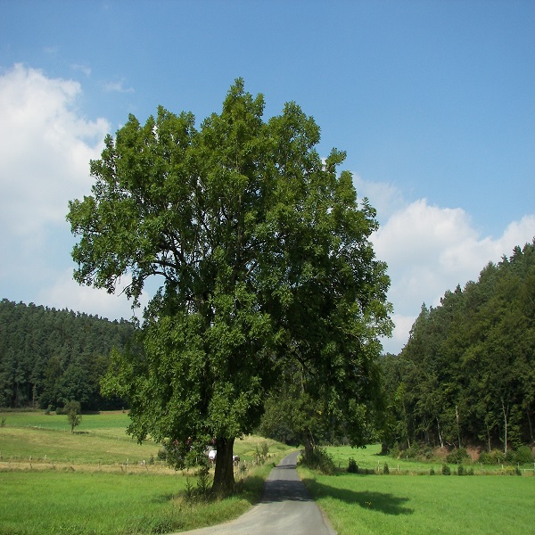 زبان گنجشک